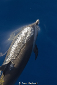 Common dolphin exhaling by Arun Madisetti 